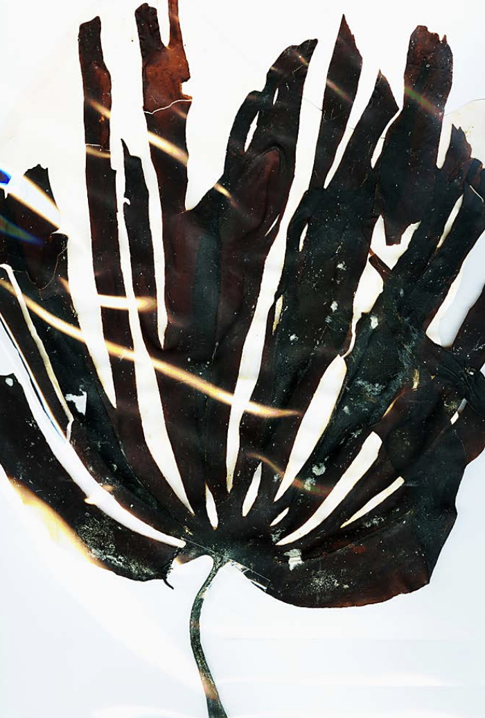 <p>Laminaria digitata</p>