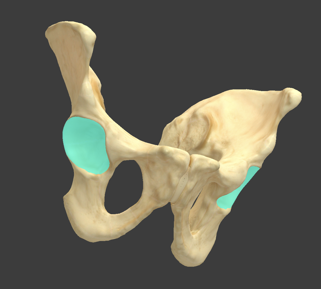 <p>Name and bone </p>