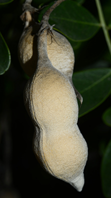 <p>Family</p>