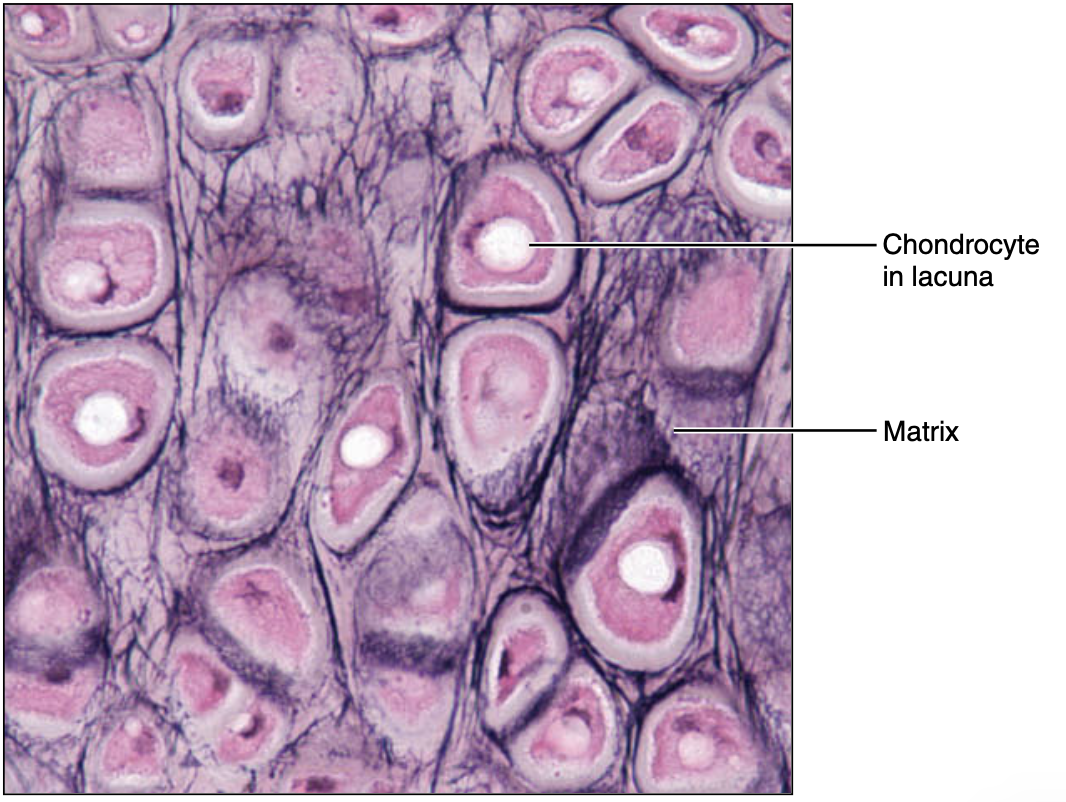 <p>elastic cartilage</p>