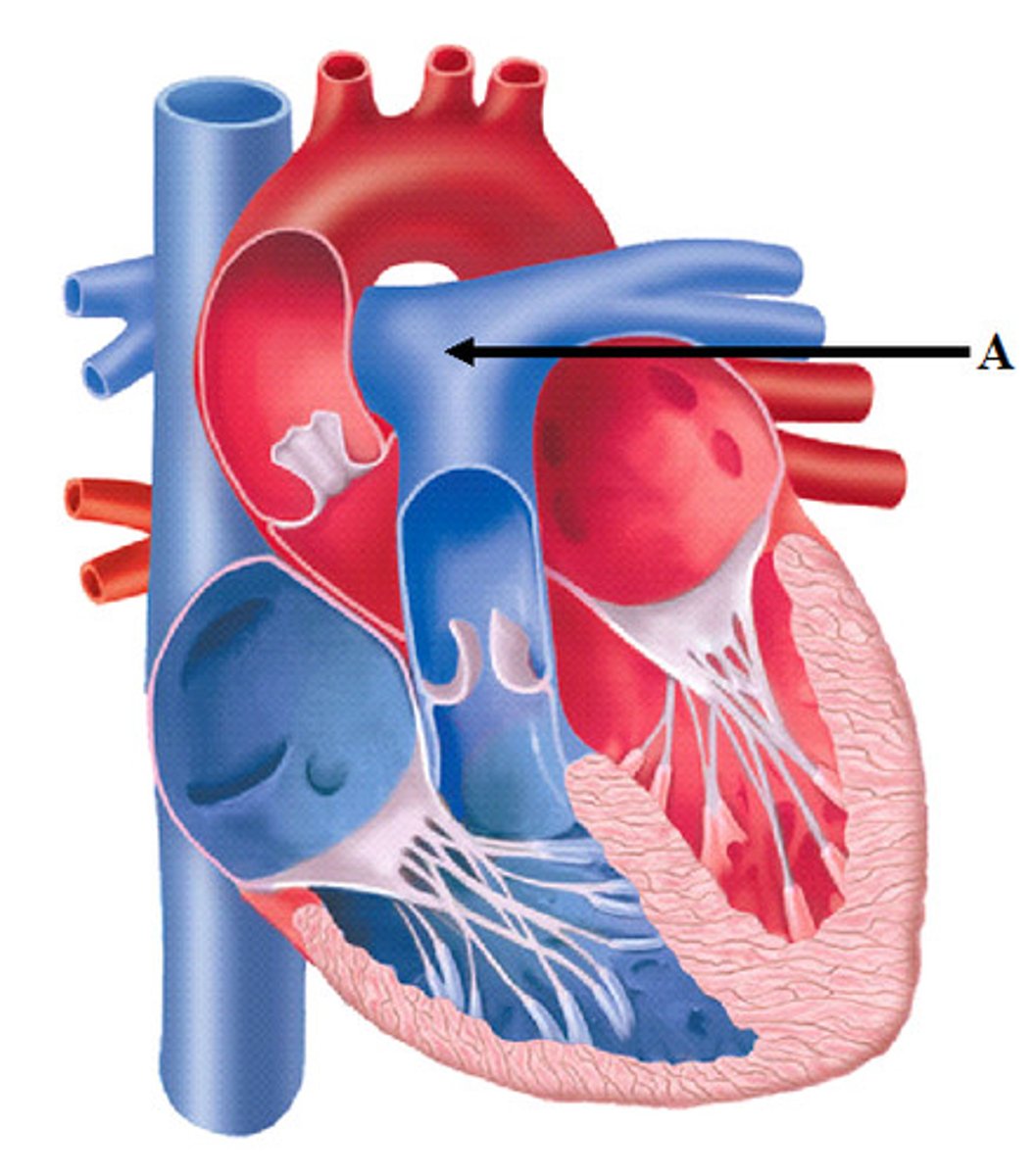 <p>artery carrying oxygen-poor blood from the heart to the lungs</p>