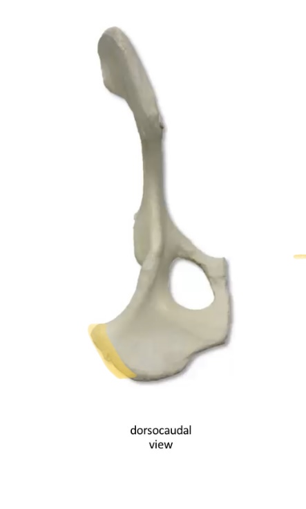 What is this bony prominence 
