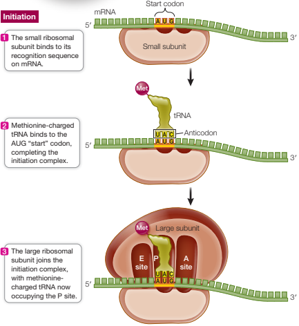 <p>Initiation</p><p>Formation of initiation complex:</p><ol><li><p>Prokaryotes - rRNA of small ribosome subunit binds to Shine-Dalgarno sequence on mRNA</p><p>Eukaryotes - small ribosomal subunit binds to the 5′ cap on the mRNA</p></li><li><p>Small subunit then moves along mRNA until it reaches start codon (AUG)</p></li><li><p>Met-charged tRNA with anticodon UAC binds to the start codon through complementary base pairing, completing the initiation complex</p></li><li><p>large ribosomal subunit joins the initiation complex, methionine-charged tRNA now occupying the P site and the A site is aligned with the next codon</p></li></ol><p>Components assembled by initiation factors</p>