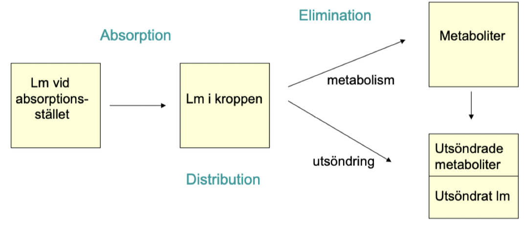 <ol><li><p><strong>Absorption</strong>: Upptag av LM till blodbana.</p></li><li><p><strong>Distribution</strong>: Fördelning av LM i kroppen.</p></li><li><p><strong>Elimination</strong>: Avlägsnande av LM genom metabolism och utsöndring.</p></li></ol>