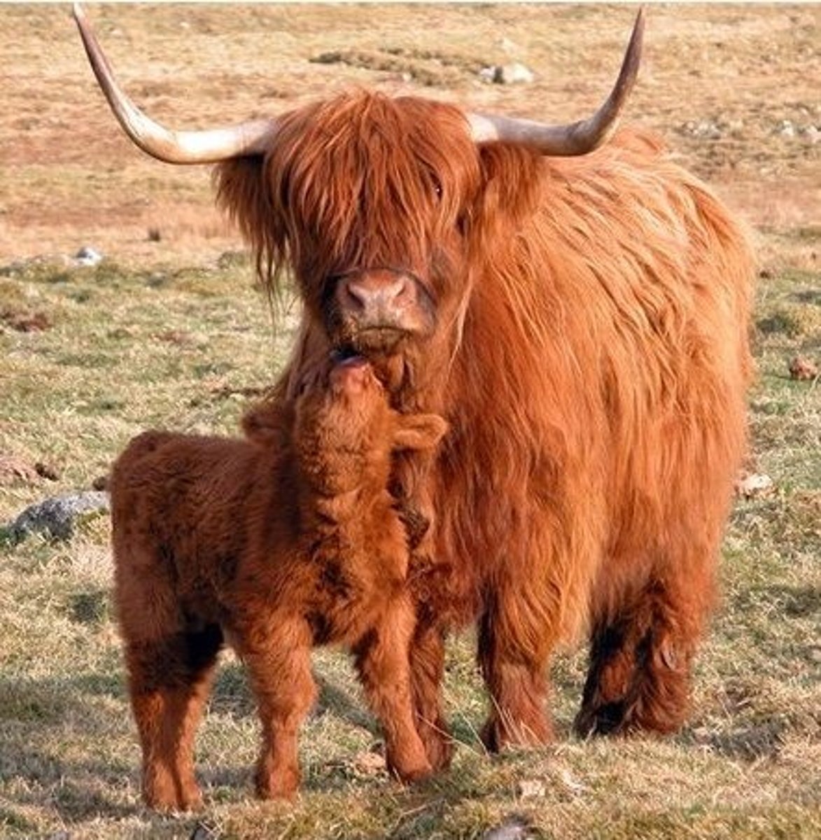 <p>-British Breed; Scottish highlands</p><p>-Meat; Milk high in fat</p><p>-Horns help with foraging</p>