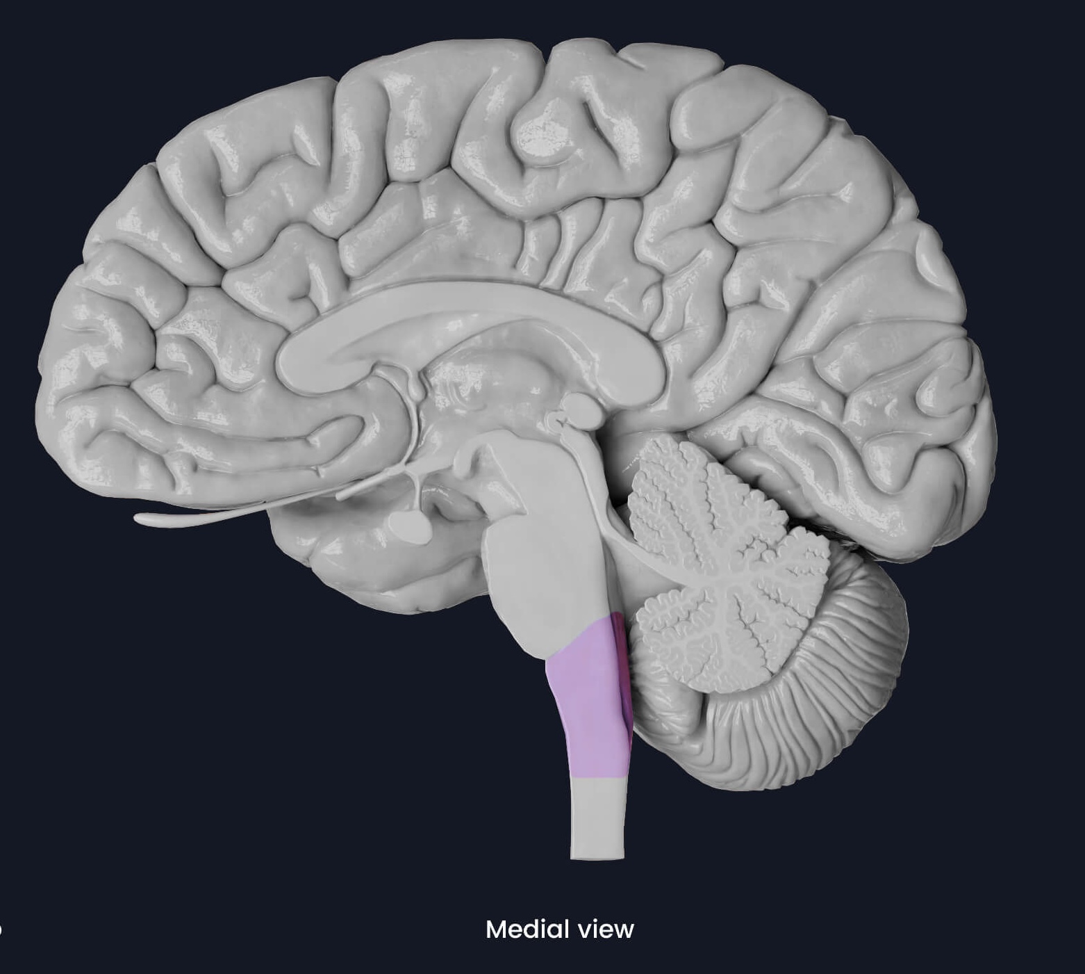 <p>Vad heter denna nedre del av Truncus cerebri?</p>