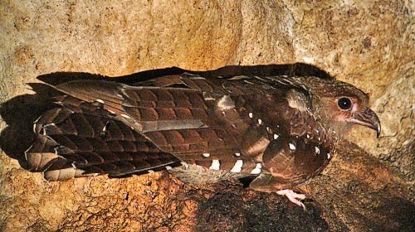 <p>Caprimulgiformes Steatornithidae</p>