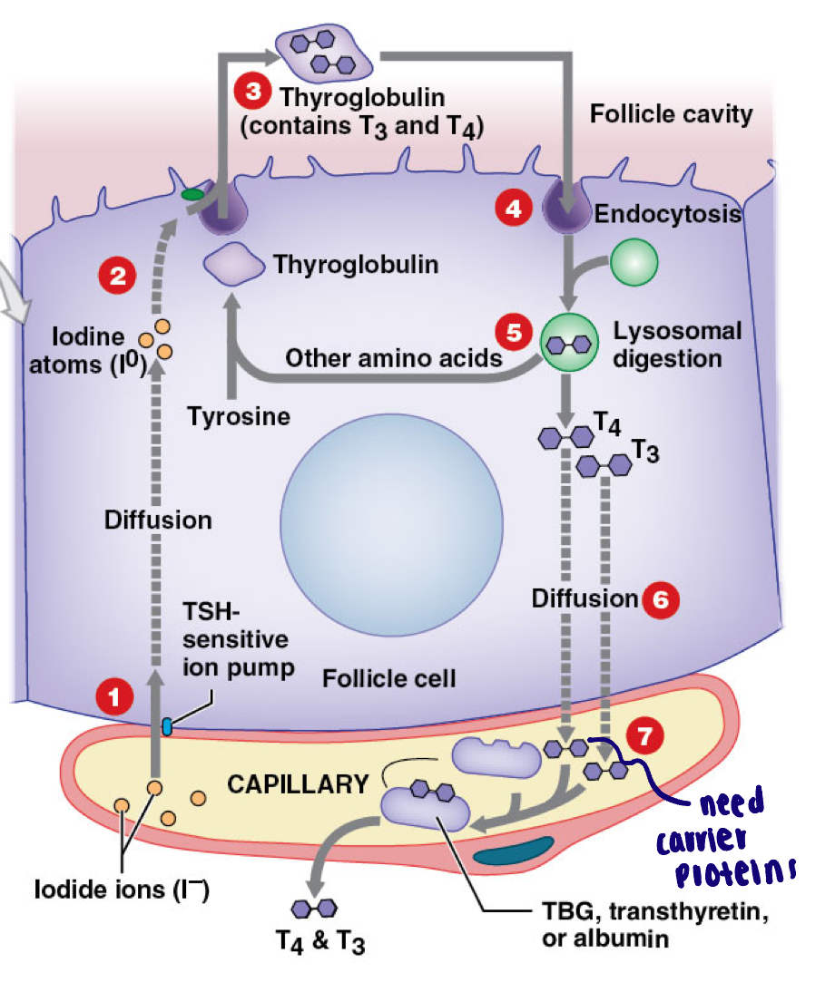 <ul><li><p>Iodide ions are transported FROM the blood into the follicular cell - TSH dependent (active transport)</p></li><li><p>Iodide ions converted into iodine atoms by thyroid peroxidase (then paired with thyroglobulin)</p></li><li><p>In colloid T3 and T4 are formed within thyroglobulin </p></li><li><p>Endocytosis of thyroglobulin </p></li><li><p>Lysosomal degradation of thyroglobulin to release T3 and T4</p></li><li><p>Diffusion of thyroid hormones into plasma </p></li><li><p>Transport in plasma </p></li></ul><p></p>