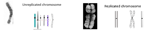 Chromosomes can be replicated or un-replicated

\
DNA is packaged into thread-like structures in terms of chromosomes, an unreplicated chromosome has one double-stranded DNA molecule. However, a replicated chromosome has two identical double-stranded DNA molecules which are called chromatids and joined at the centromere