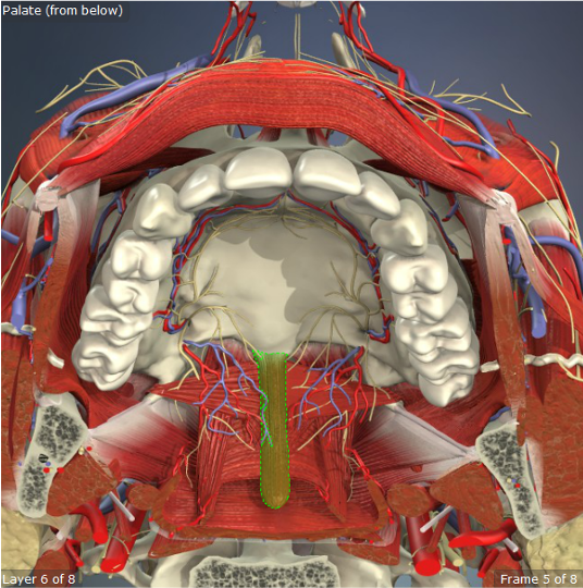 <p>Origin: Posterior Nasal Spine </p><p>Insertion: Palatine Aponeurosis </p><p>Action: Adds bulk and stiffness to velum</p>