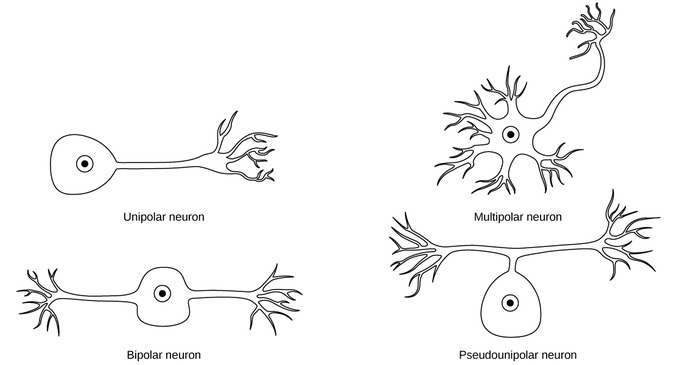 <p><span style="font-family: Aptos, sans-serif; line-height: 115%;"><span>Unipolar neurons</span></span></p>