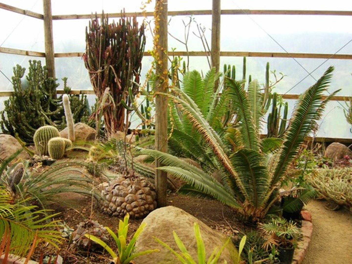 <p>-Stomata in pits to reduce water loss</p><p>-Leaves rolled up or turn into thorns to reduce surface area for evaporation</p><p>-Thick waxy cuticle</p>