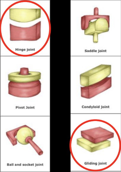 <p>2 types of joint mvmt (ginglymoid= hinge, arthrodial=plane joint)</p>