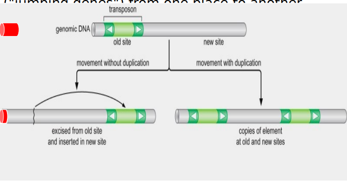 <p>specific form of genetic recombination that moves transposable elements from one place to another (jumping)</p>