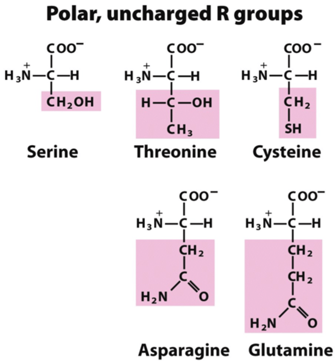 <p>has something other than carbon at the end of its side chain</p><p>(like OH or NH2 or SH)</p>