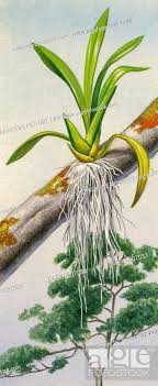 <p><span style="color: var(--color-neutral-black)">Epiphytic growth</span></p>