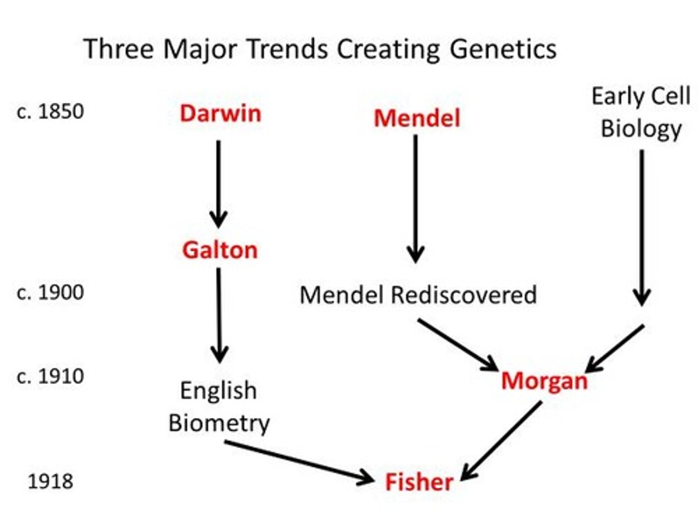 <p>The chromosomal theory of inheritance.</p>