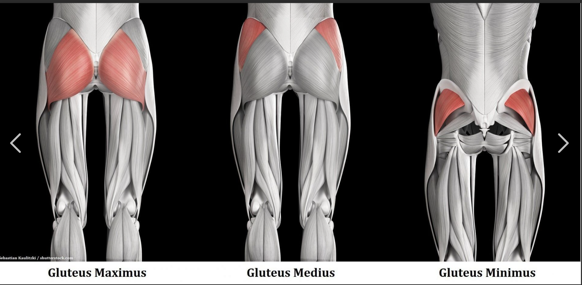 <p>Gluteus Maximus Origin</p>