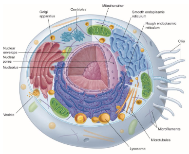 <ol><li><p>Plasma Membrane</p></li><li><p>Nucleus</p></li><li><p>Cytoplasm</p></li></ol><p></p>