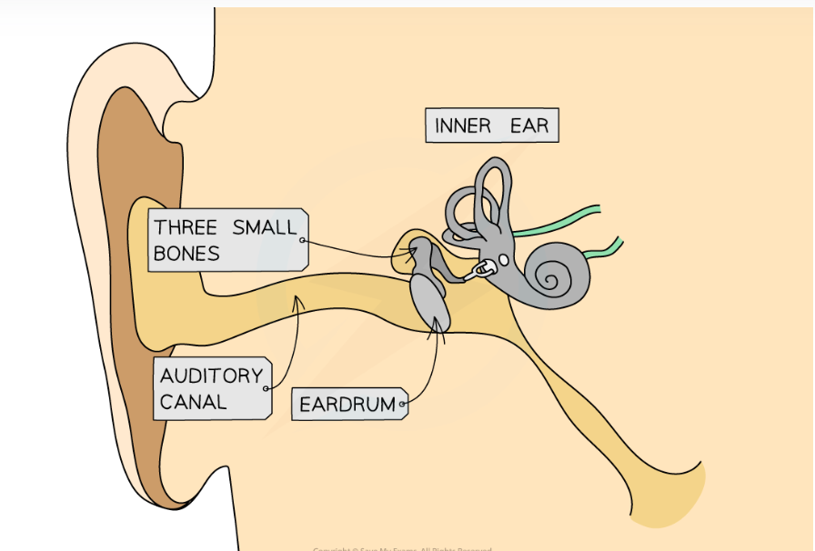 <ul><li><p>sound waves travel down auditory canal</p></li><li><p>pressure variations exert varying force causing eardrum to vibrate</p></li><li><p>vibrations transferred to 3 small bones that amplifies them</p></li><li><p>vibrations transferred to liquid in cochlea in inner ear</p></li><li><p>tiny hairs in cochlea detect vibrations create electrical impulses which travel to brain and are interpreted as sound</p></li></ul>