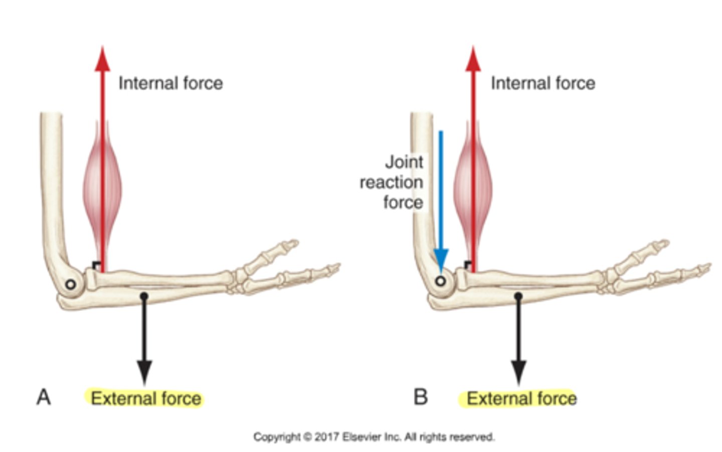 <p>muscle</p>