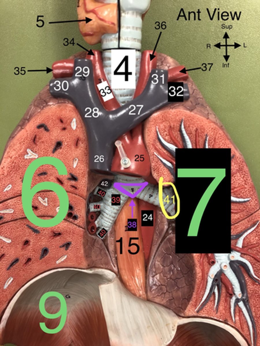 <p>38. The ridge at the base of the trachea where it splits into the right and left primary bronchi.</p>