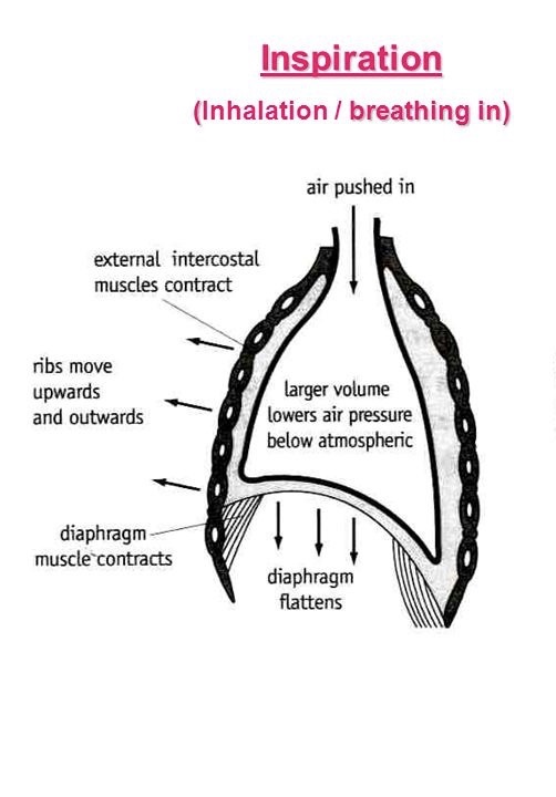 <p>How does breathing in/inhaling happen?</p>