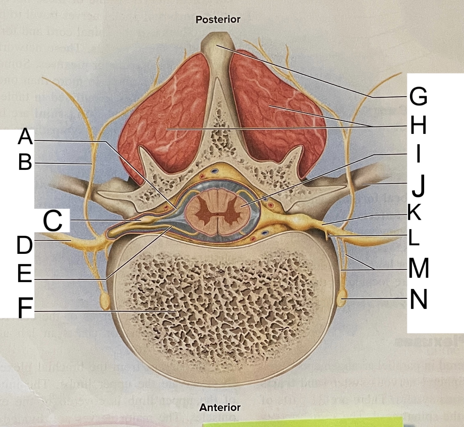 <p>C</p>