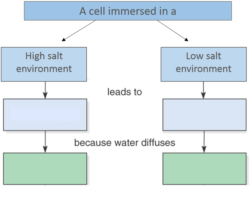 Move the terms into the correct empty boxes to complete the concept map.