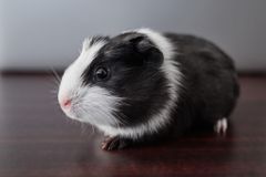 <p>What breed of guinea pig is this?</p>