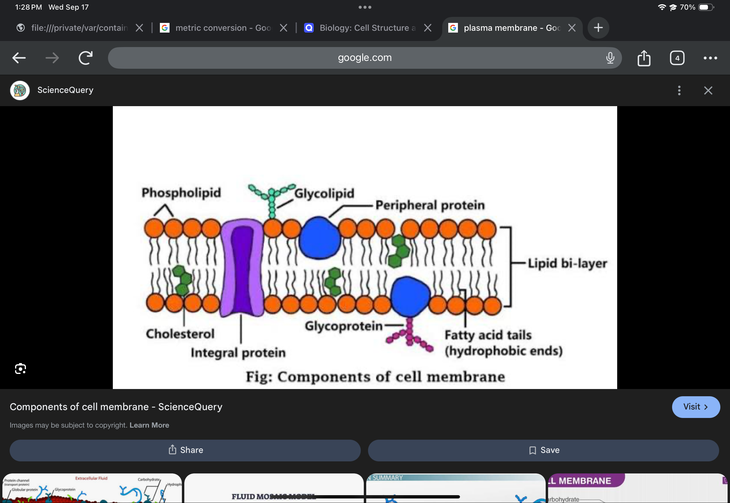 <p>Phospholipid bilayer with embedded proteins; regulates entry and exit of molecules.</p>