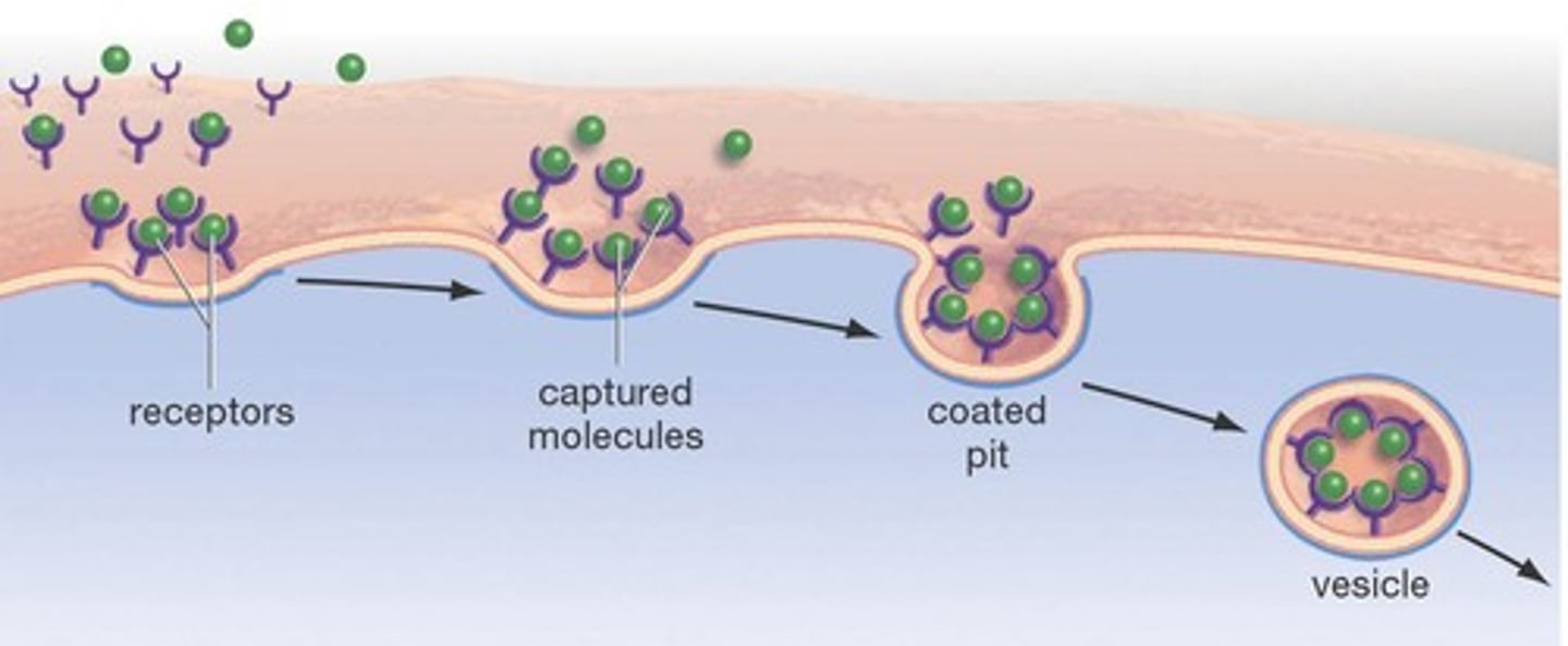 <p>binding of ligands to receptors triggers vesicle formation that moves thing inside cell</p>