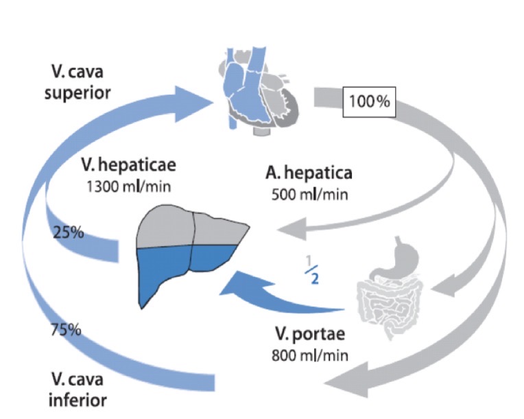 <ul><li><p>V. Portae transportiert O2 armes & nährstoffreiches Blut zur Leber → 70% der Leberdurchblutung</p></li></ul><p>→ unter physiologieschen Bedigungen ist das O2 Angebocht nicht aufgebracht, so besetzt die Leber ein O2 Reservoir</p><ul><li><p>Die O2 Versorgung läuft über die A. Heaptika → 30% der Leberdurchblutung</p></li></ul><p></p>