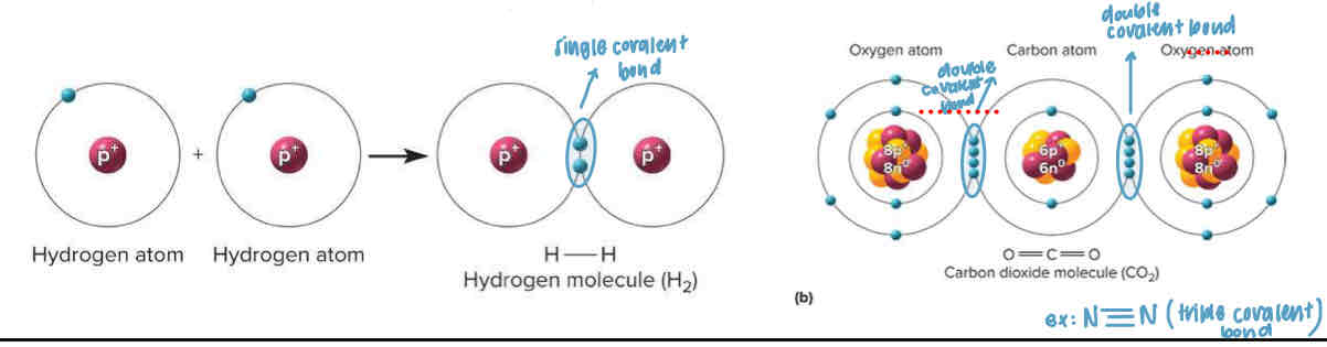 <p>Filing the outer electron shell leads to?</p>