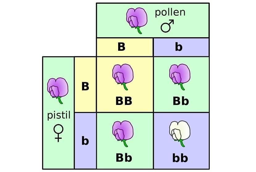 <p>What is hybridization?</p>