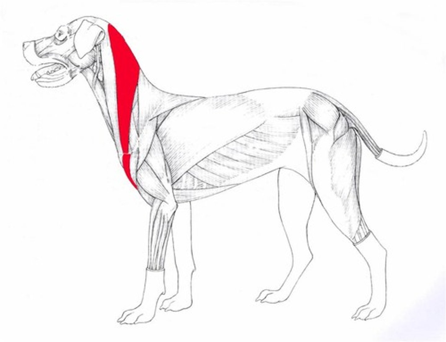 <p>Origin: clavicular intersection</p><p>Insertion: distal humerus (cleidobrachialis), cervical vertebrae/cranium (cleidocephalicus) mastoid process of temporal bone (cleidomastoideus)</p><p>Action: to advance the limb; to extend the shoulder and draw the neck and head to the side</p>