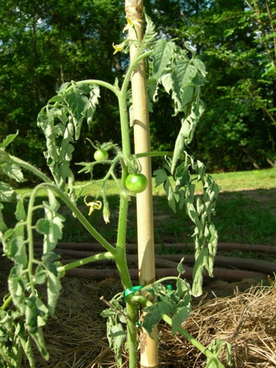 <p>Growing A Plant</p>