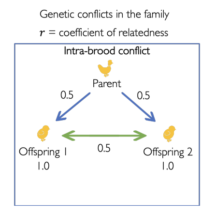 <p>One of the offspring wanted <strong>more</strong> than its ‘fair share’ of the food</p><ul><li><p>It is selfish</p></li><li><p>r=1 to itself and 0.5 to the offspring</p></li></ul><p></p>