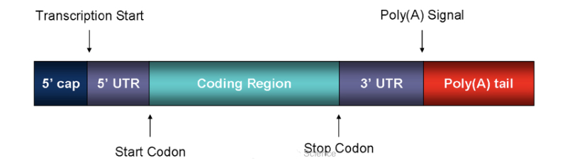 Pre-mRNA modification
