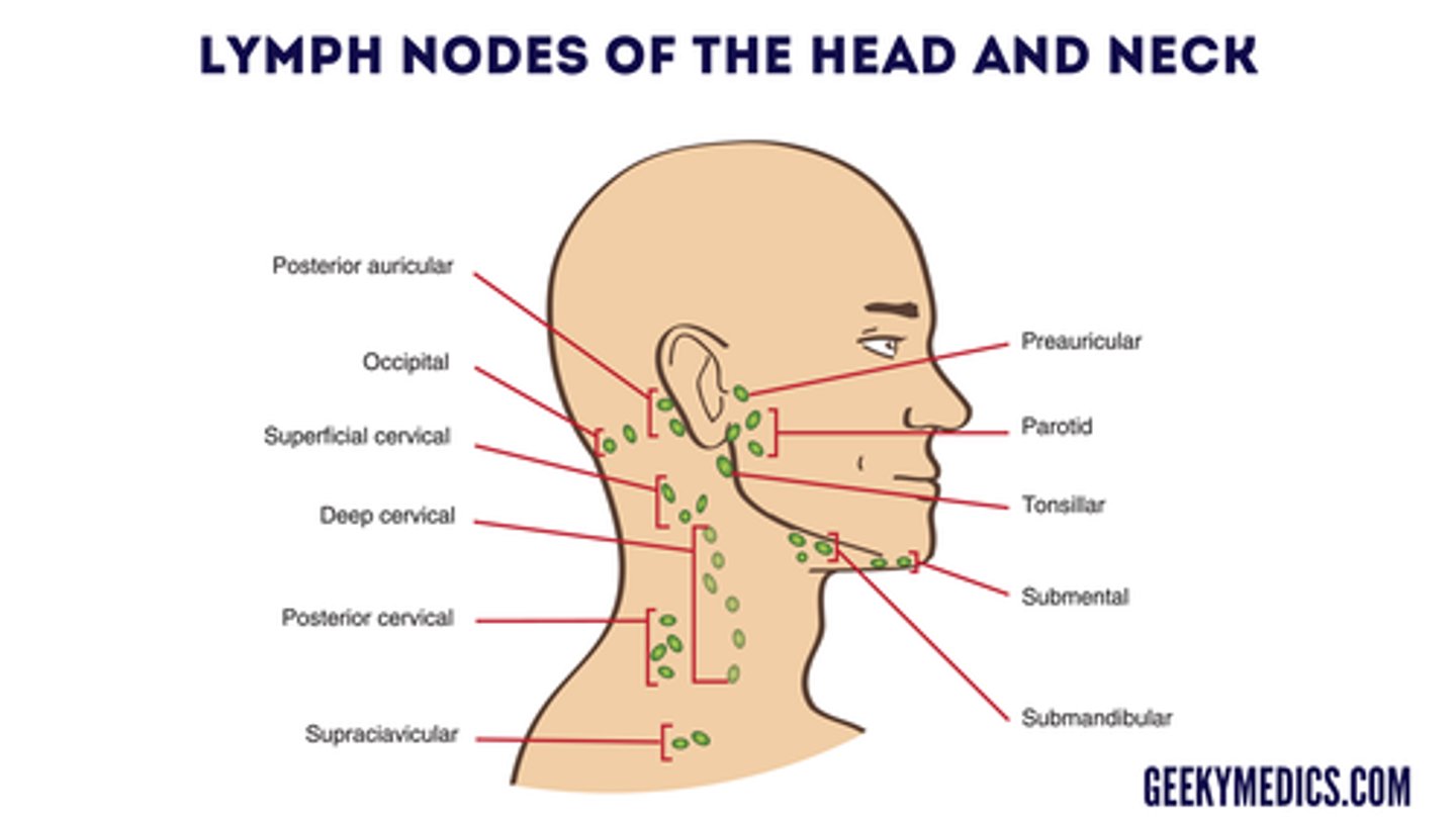 <p>order to palpate lymph nodes in</p>
