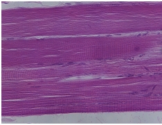 <p>what tissue is this?</p>