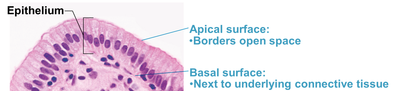 <p>basal surface</p>