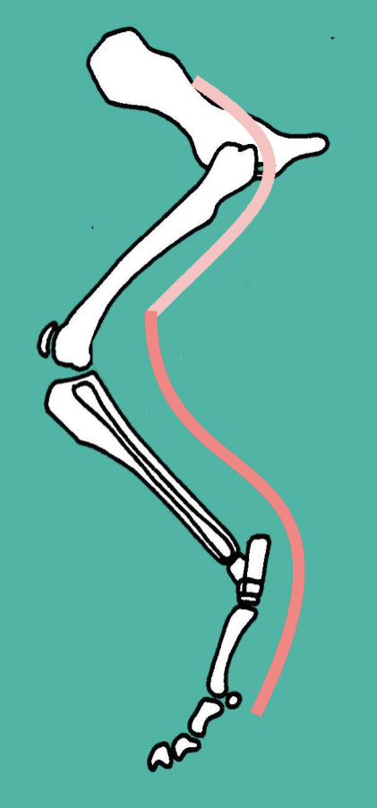 <p>Supplies the caudal TIBIAL muscles:</p><ul><li><p><strong>Gastrocnemius&nbsp;</strong></p></li><li><p><strong>Superficial digital flexor&nbsp;</strong></p></li><li><p><strong>Deep digital flexor&nbsp;</strong></p></li></ul><p>Therefore acts as a hock EXTENSOR and digital FLEXORS&nbsp;</p><p></p><p>DOES supply cutaneous sensation</p><ul><li><p>To the caudal / plantar aspect of the limb</p></li></ul><p></p>