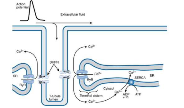 <ol><li><p>AP → T-tubuli depolariseren</p></li><li><p>→ openen spanningsafhankelijke Ca2+ kanalen in plasmamembraan (DHPR) → Ca2+ influx + bewegen spanningssensor</p></li><li><p>→ openen ryanodine receptoren 1 (RyR1) in sarcoplasmatisch reticulum door verbreken fysieke interactie DHPR en RyR1 (d bewegen spanningssensor)</p></li><li><p>→ Ca2+ komt vrij vanuit SR → stijging intracellulaire Ca2+ conc</p></li><li><p>→ activering dwarsbrugcyclus</p></li></ol><p></p>