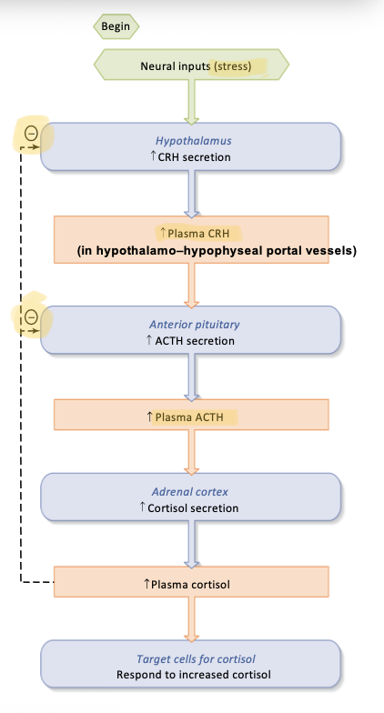 <p>A) CORT directly exerts (-) feedback on CRH (Hypothalamus) and ACTH (Anterior Pituitary) release</p><p class="p1"></p>