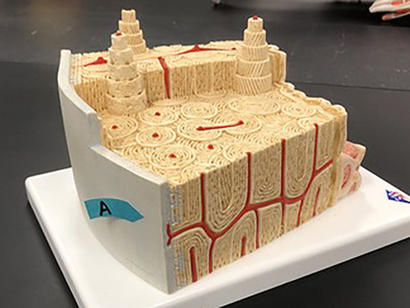 <p>Identify this layer.</p>