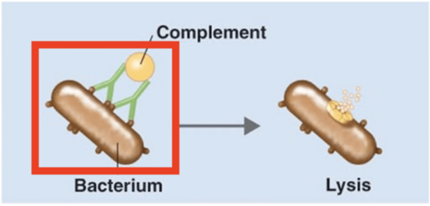 <p>Antibody effects of binding</p><p>Which structure is this?</p>
