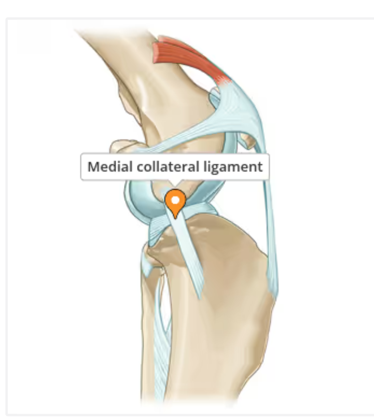 <p>Strong, fibrous connective tissues that connect bone to bone providing stability and eliminating excessive movement in joints. Cranial Cruciate Ligament (CCL) rupture is a frequent orthopedic injury in dogs usually a degradation over time rather than a traumatic injury. </p>