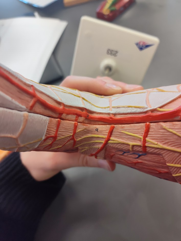 <p>small curvature of stomach&nbsp;</p>