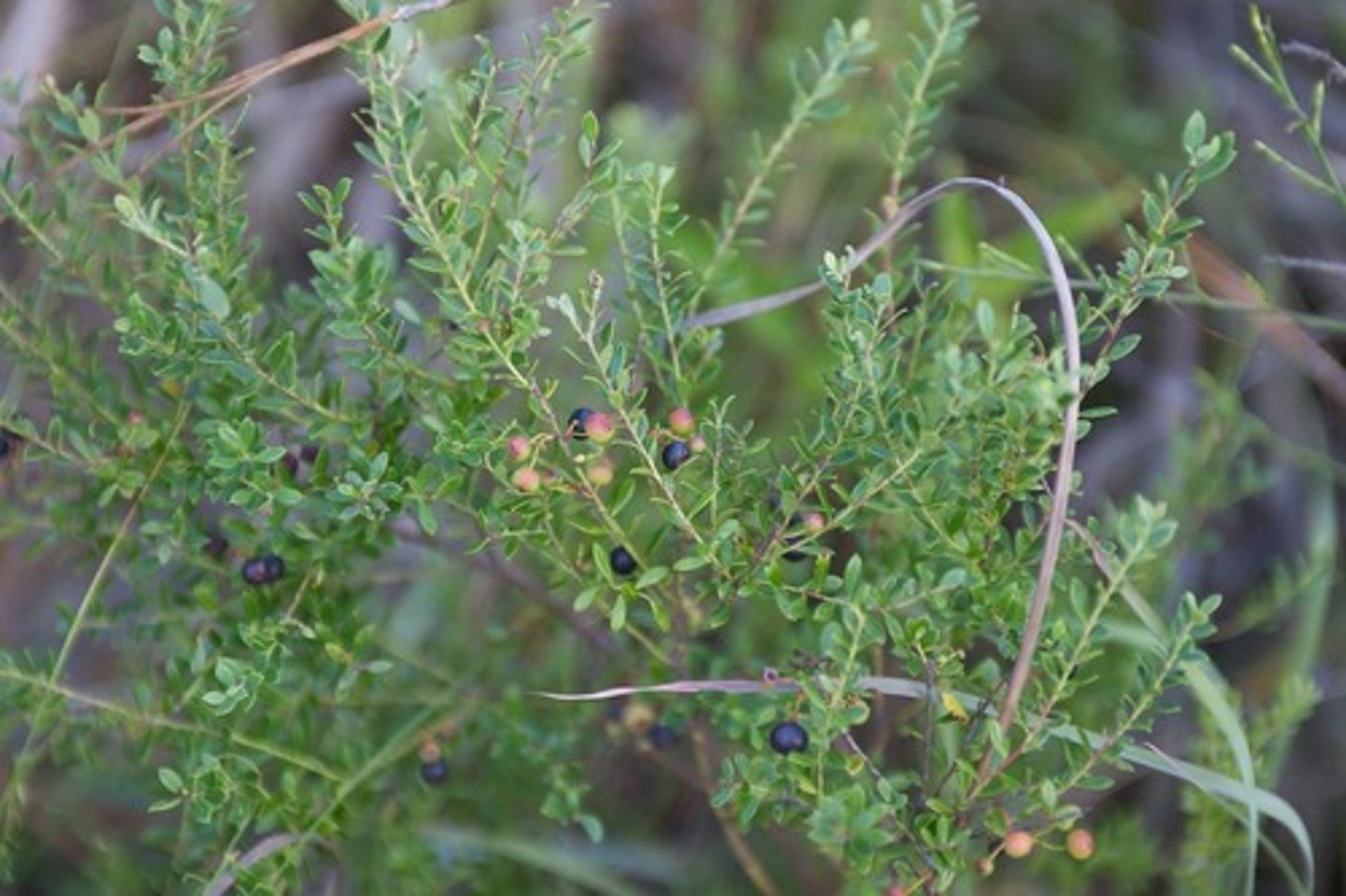 <p>-tiny little leaves</p><p>-tiny bush</p><p>-sometimes reddish leaves</p><p>-glossy black fruit </p><p>-little white flowers</p>